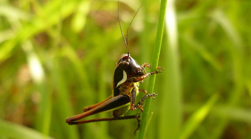 Pholidoptera sp.